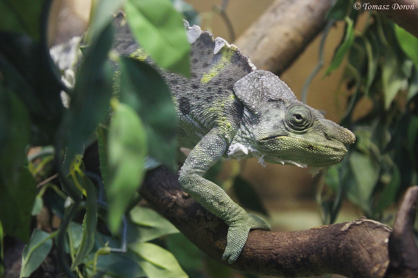 Meller?s Chameleon (Chamaeleo melleri), March 2015