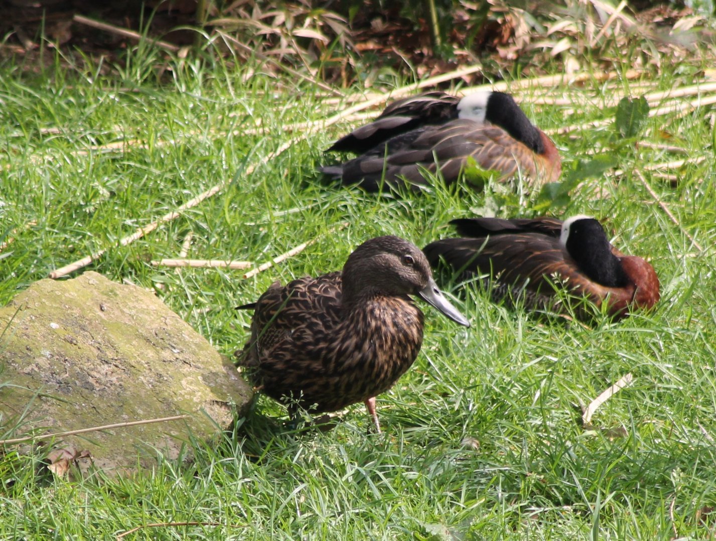 Meller's and White-faced whistling-ducks