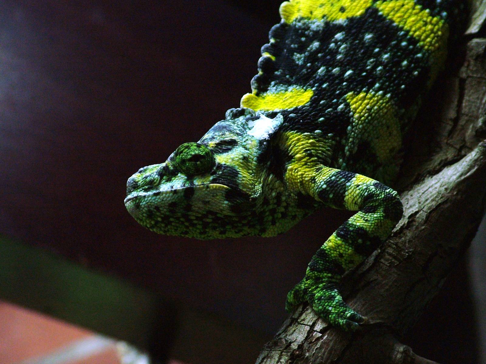 Meller's Chamaeleon at Bristol 19/12/09