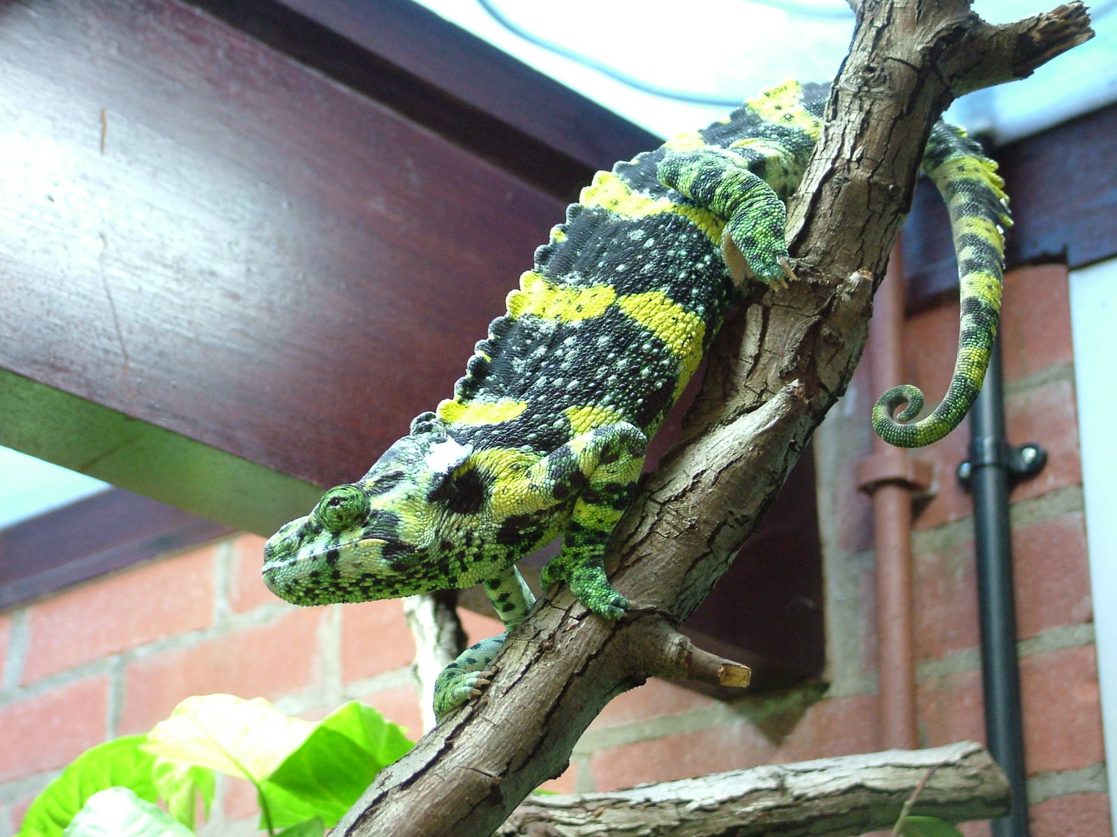 Meller's Chamaeleon at Bristol 19/12/09