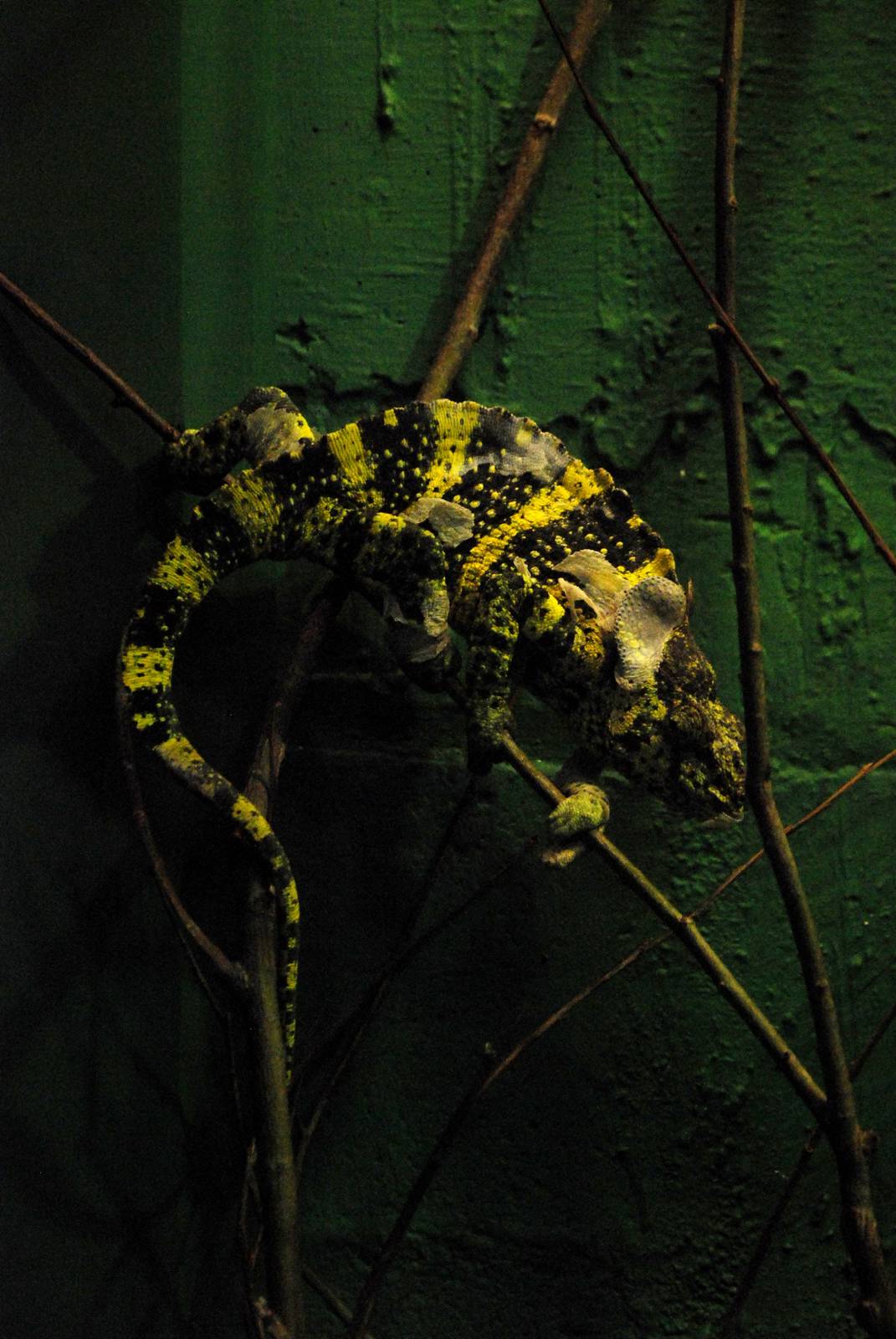 Meller's Chamaeleon at Crocodiles of the World, 05/02/12