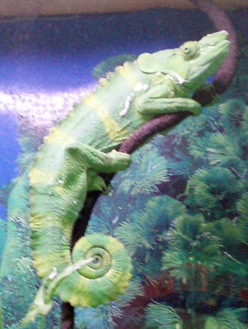 Meller's Chamaleon (Chamaeleo melleri)