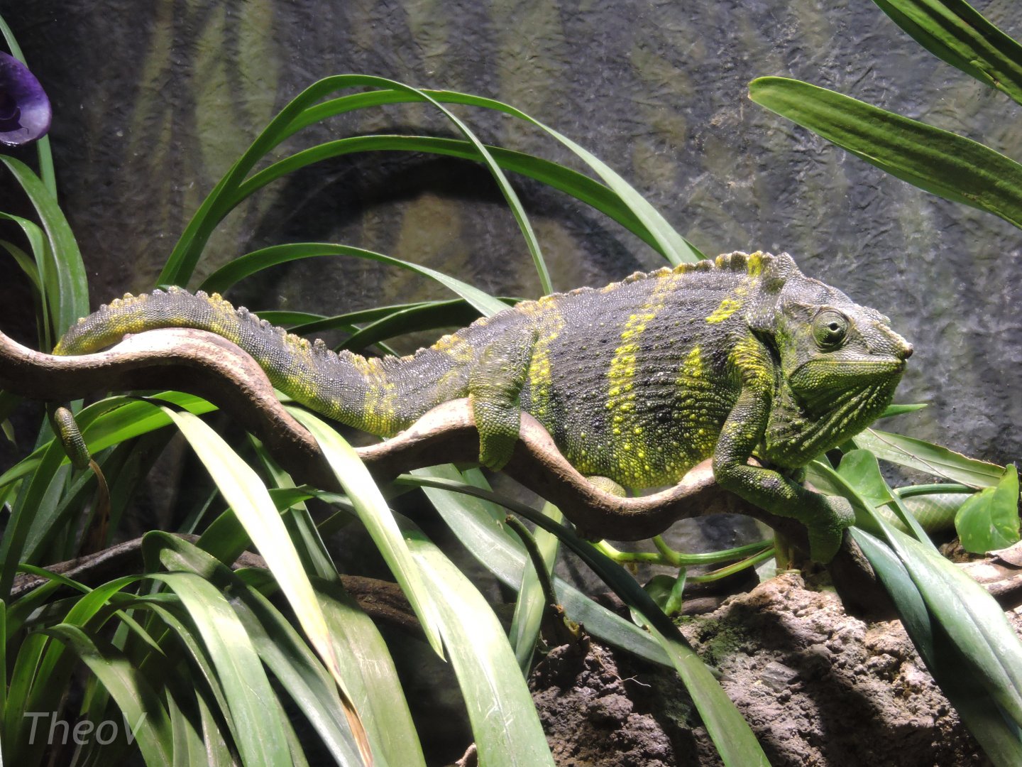 Meller's chameleon [2015]