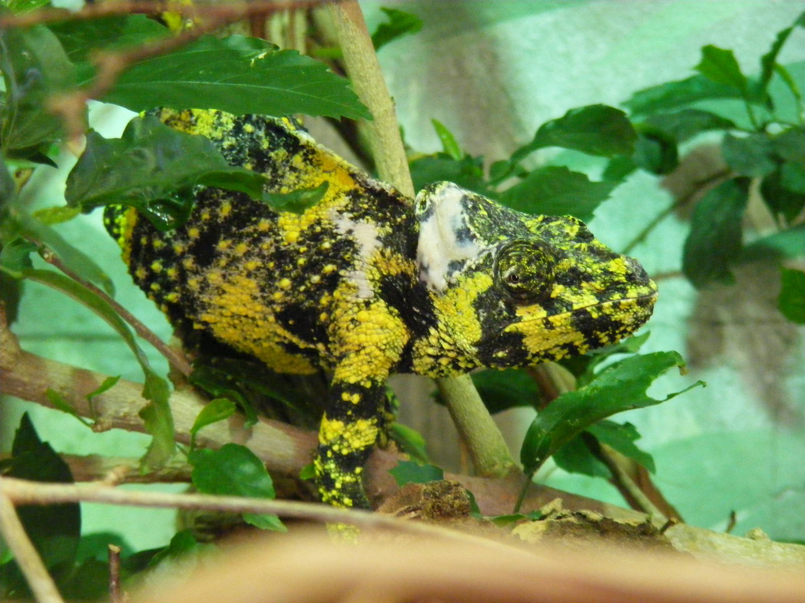Meller's chameleon at Marwell Wildlife, 11 July 2010