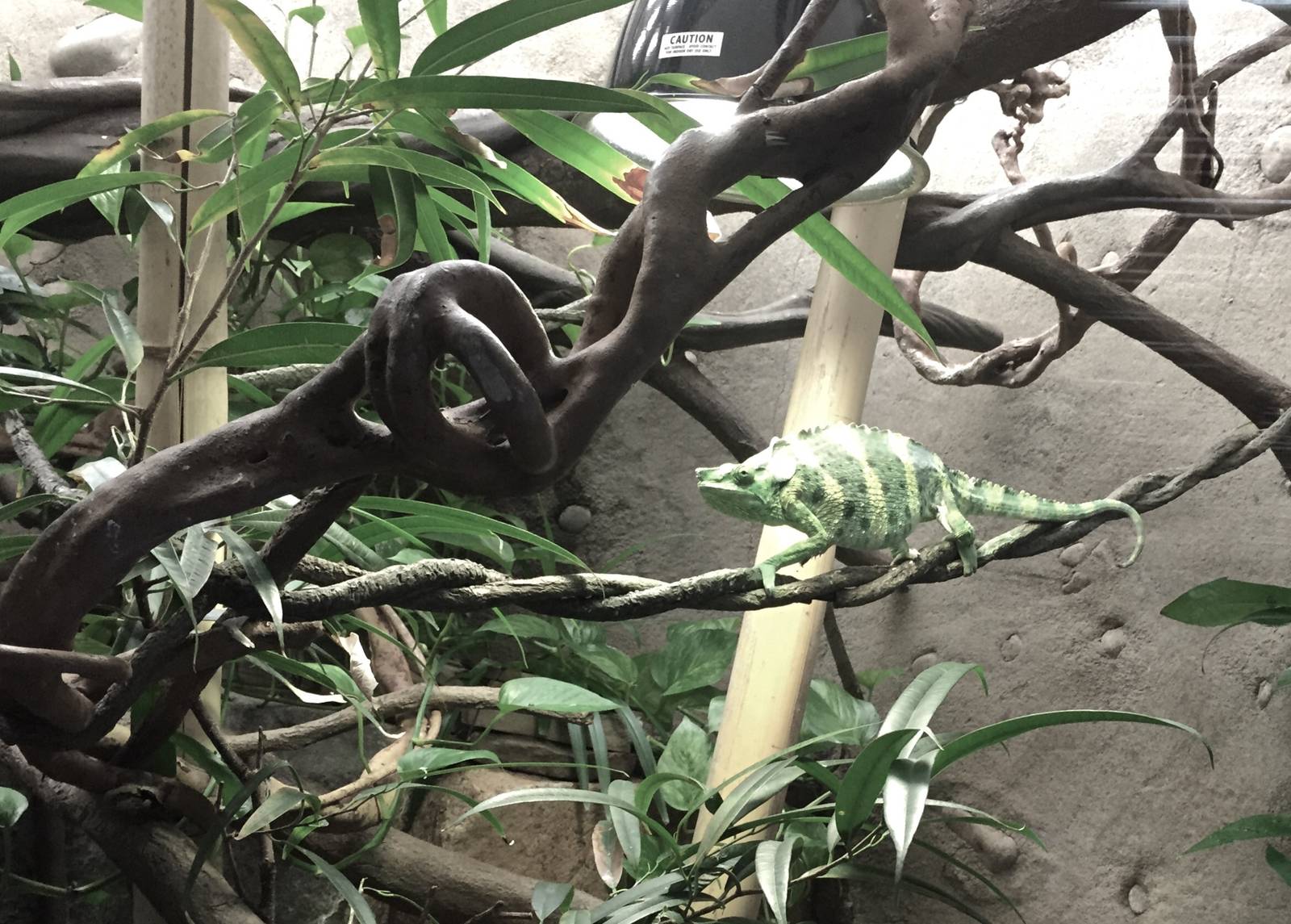 Meller's Chameleon Exhibit