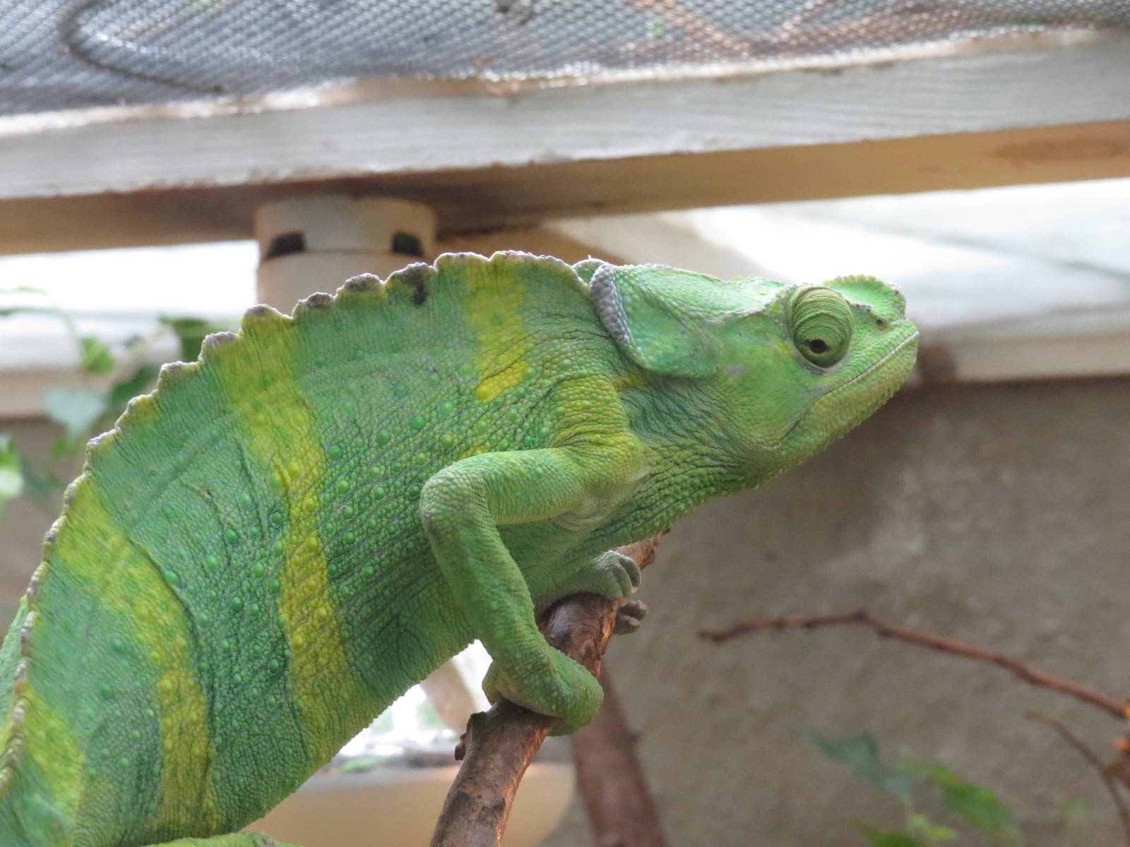 Meller's chameleon, June 2015