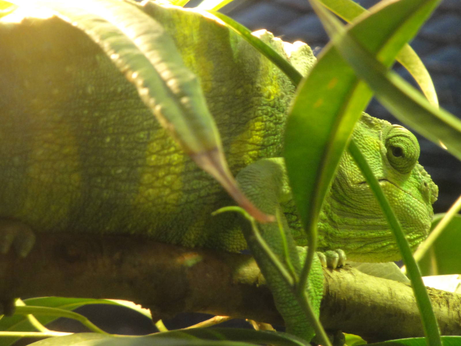 Meller's chameleon (Trioceros melleri)