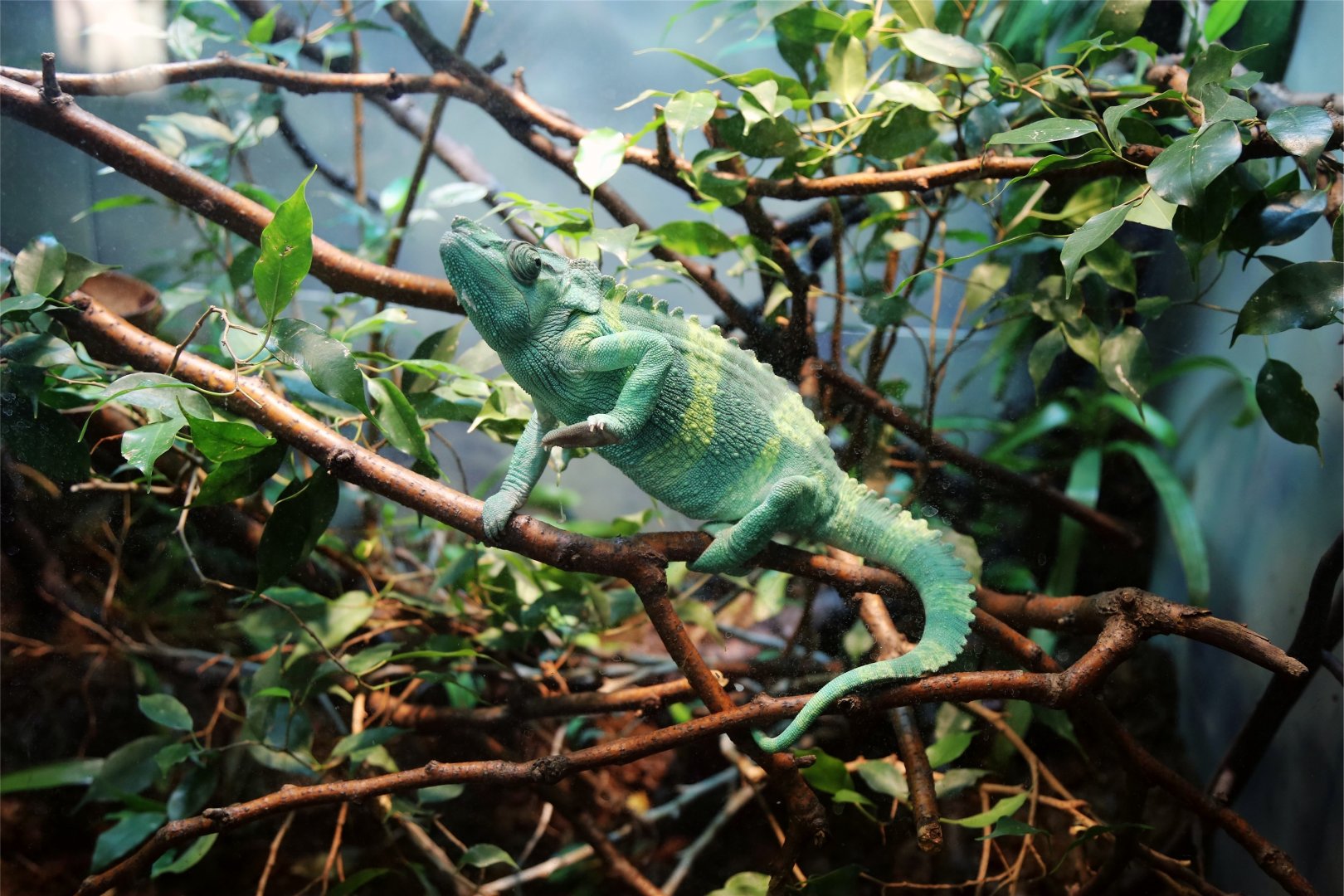 Meller's Chameleon (Trioceros melleri)