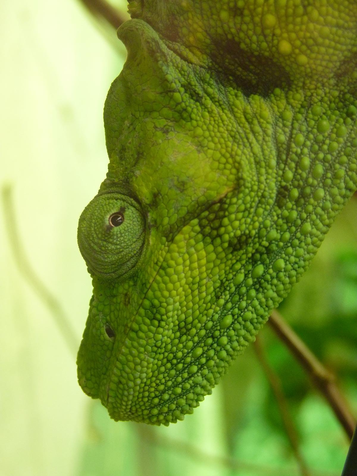 Mellers Chameleon