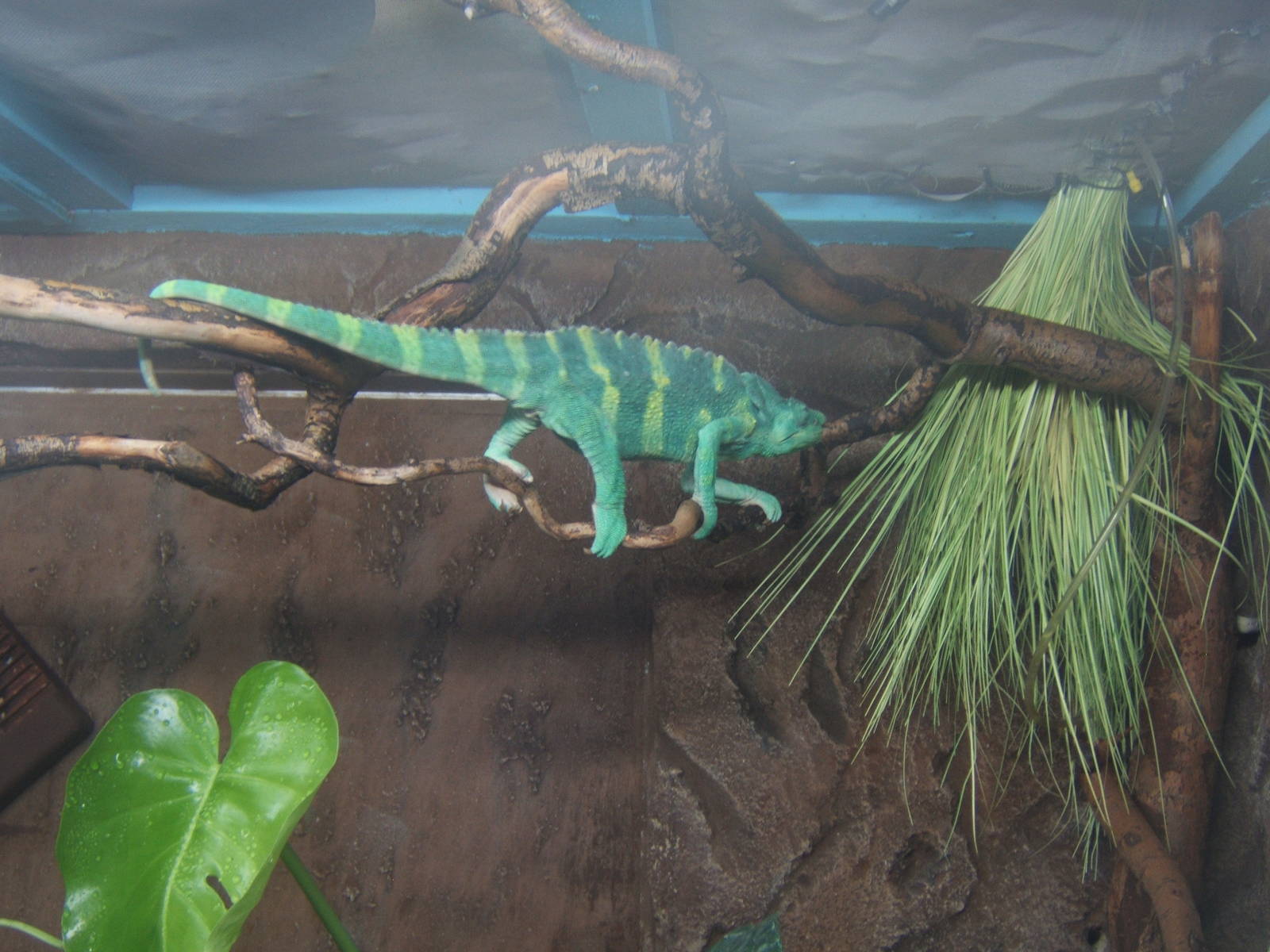 Mellers Chameleon