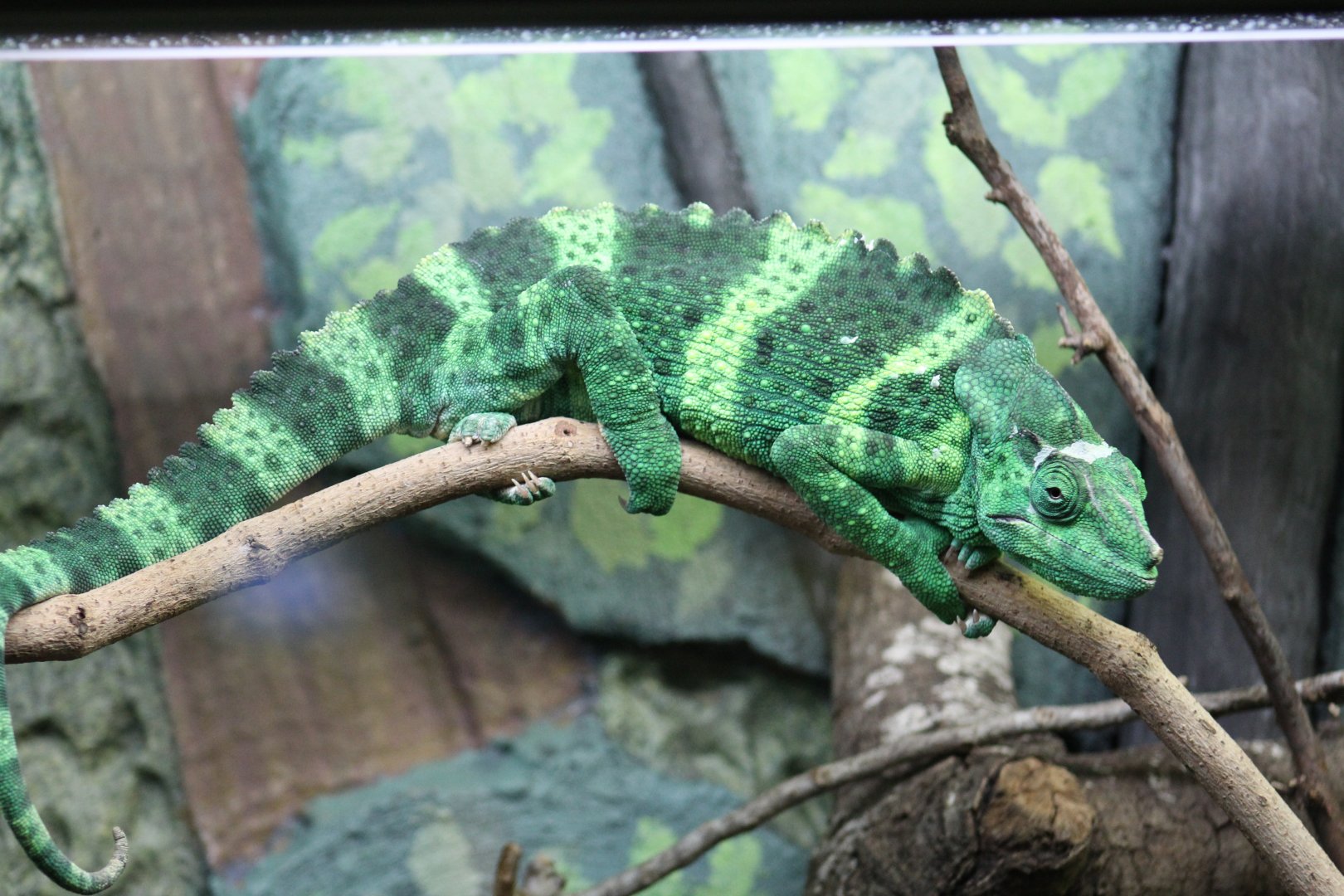 Meller's Chameleon