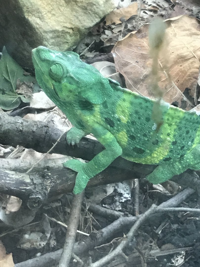 Meller's chameleon