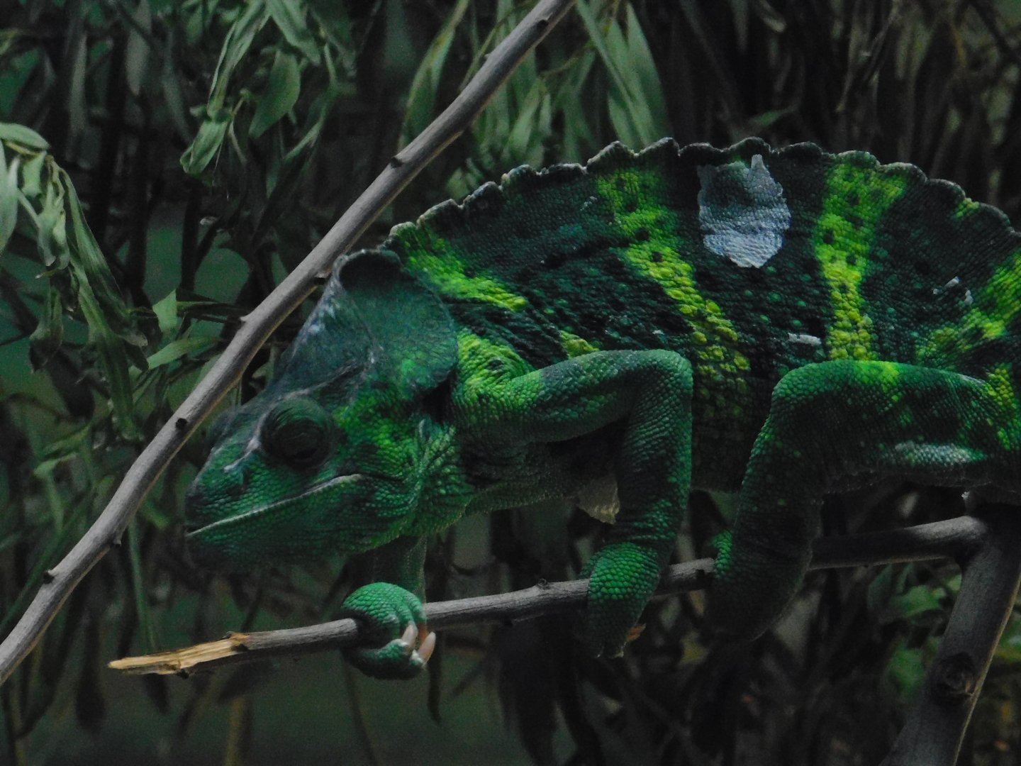 Meller’s Chameleon