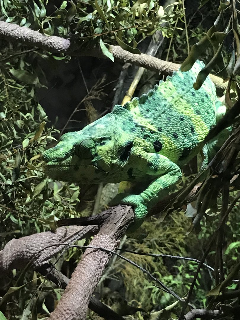 Meller’s chameleon