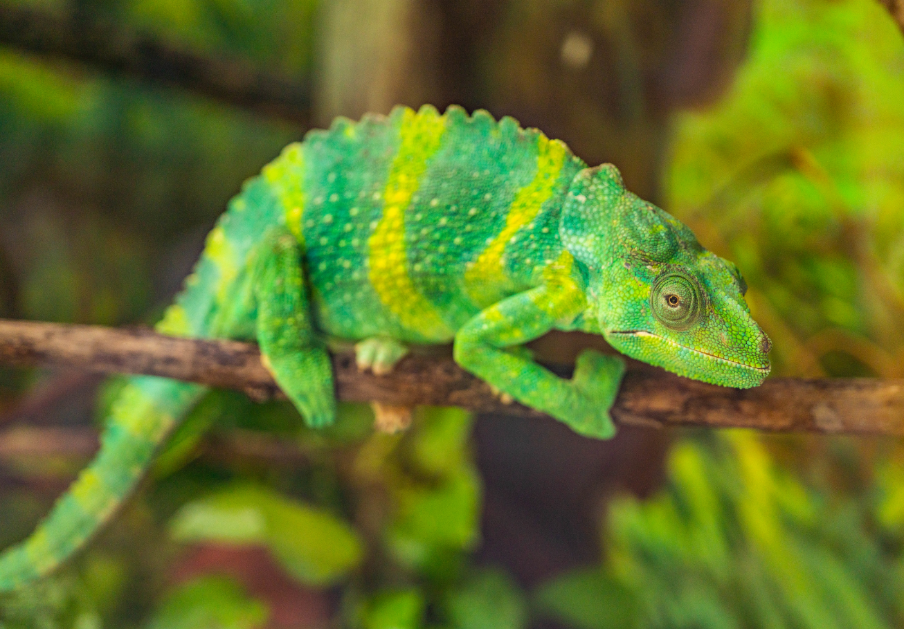 Meller's Chameleon
