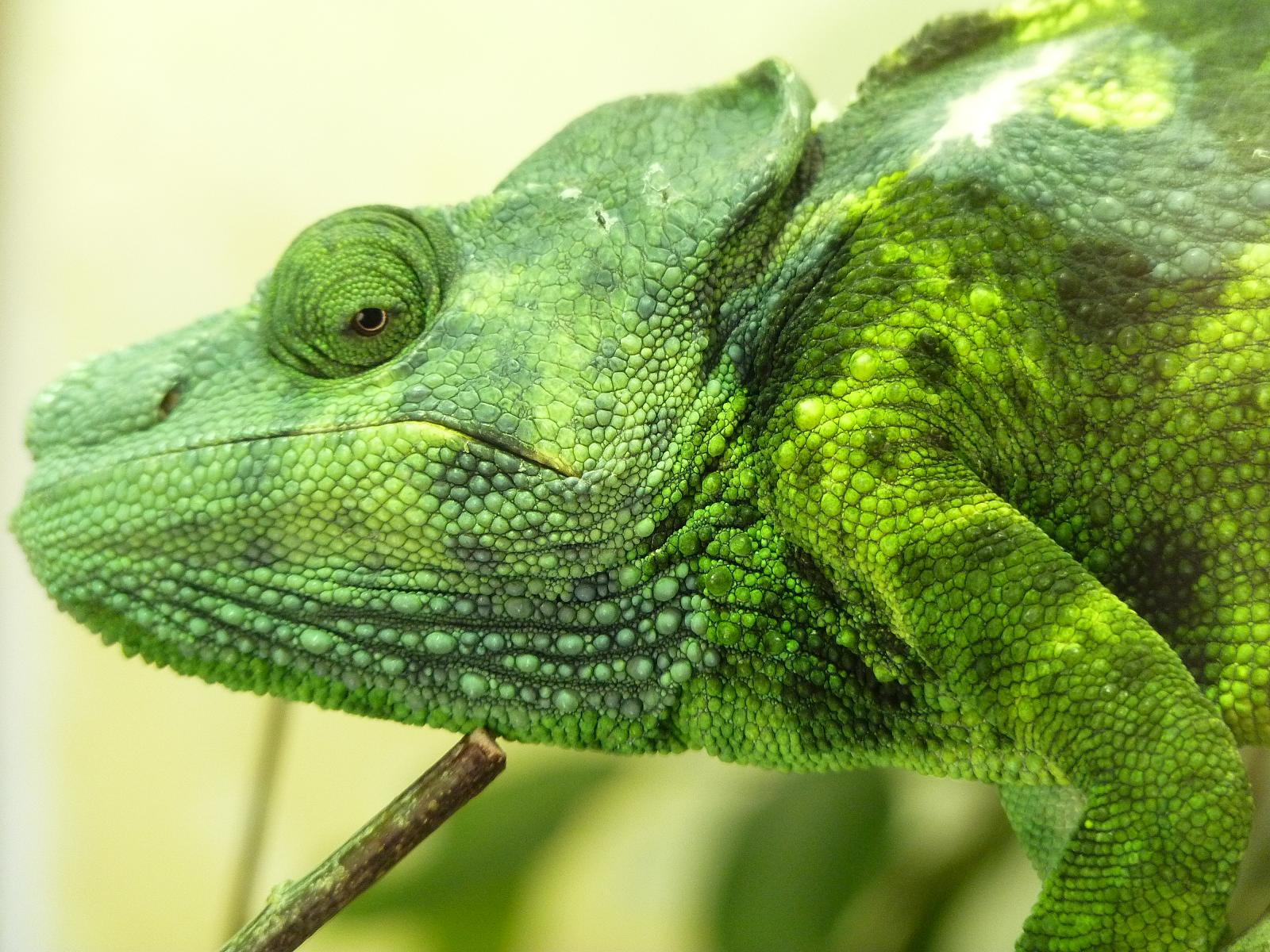 Mellers Chameleon
