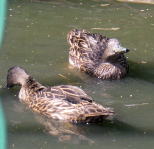 Meller's Duck (Anas melleri)