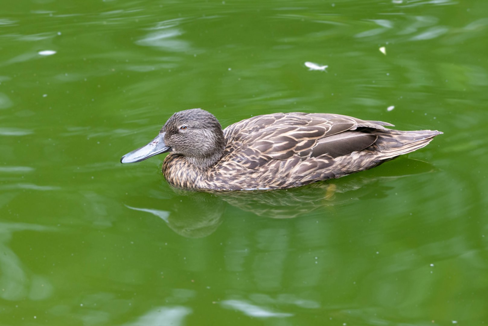 Meller's Duck- (Anas melleri)