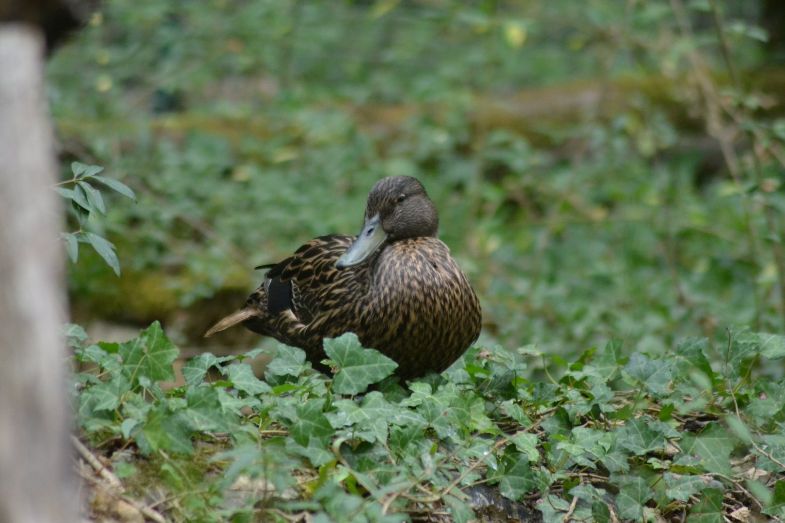 Meller's Duck - Anas melleri