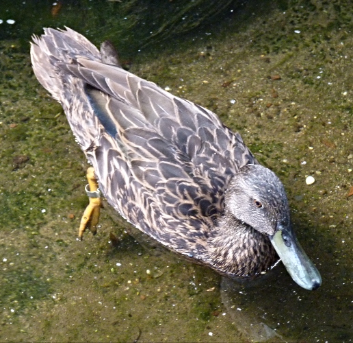 Meller's duck, Anas melleri