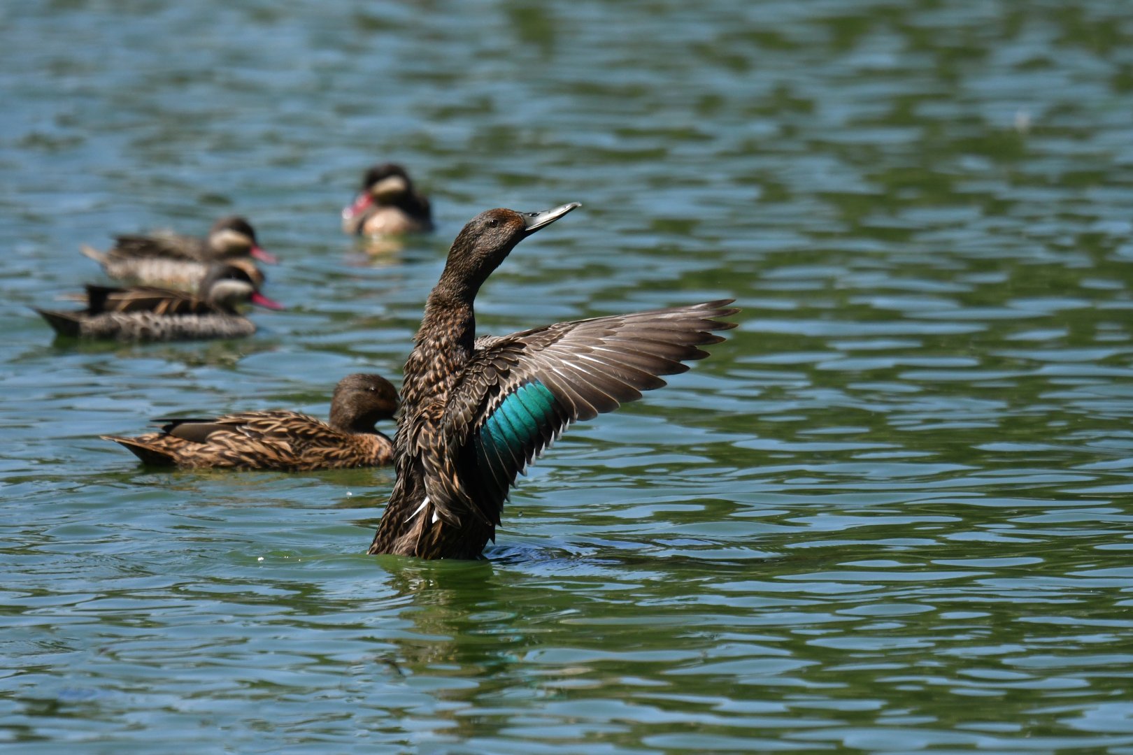 Meller's Duck Anas melleri