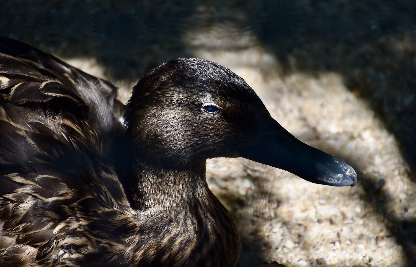 Meller's Duck (Anas melleri)