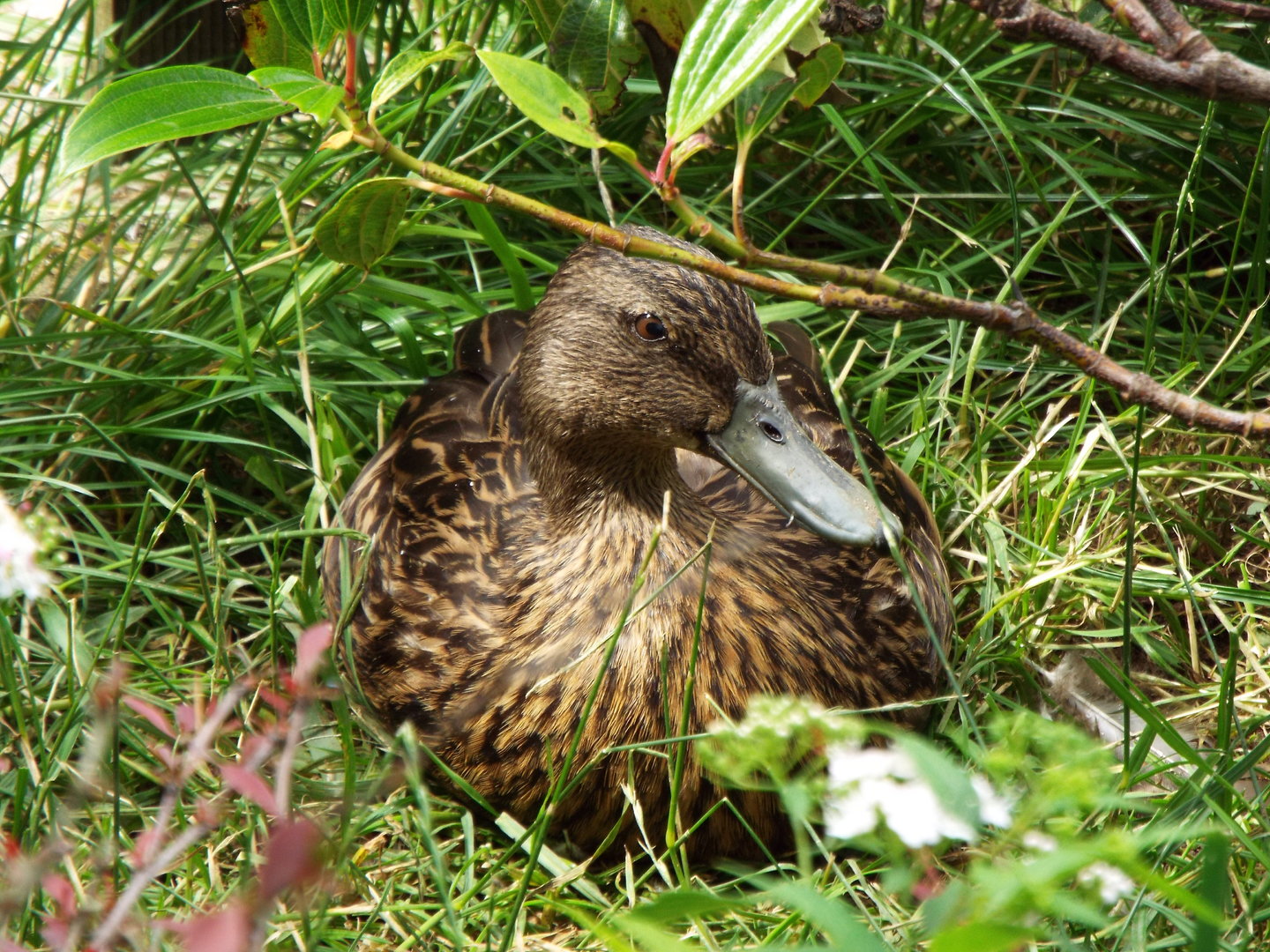 Meller's duck, Woodside