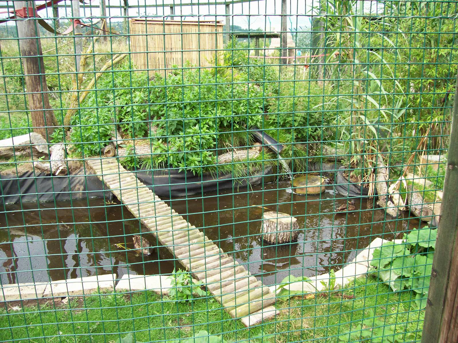 Meller's Ducks in mixed Lemur enclosure