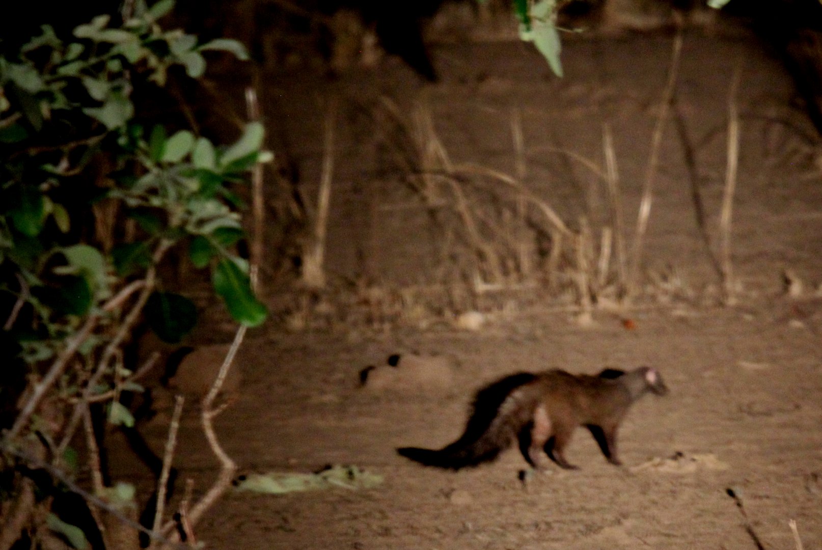 Meller's mongoose (Rhynchogale melleri)