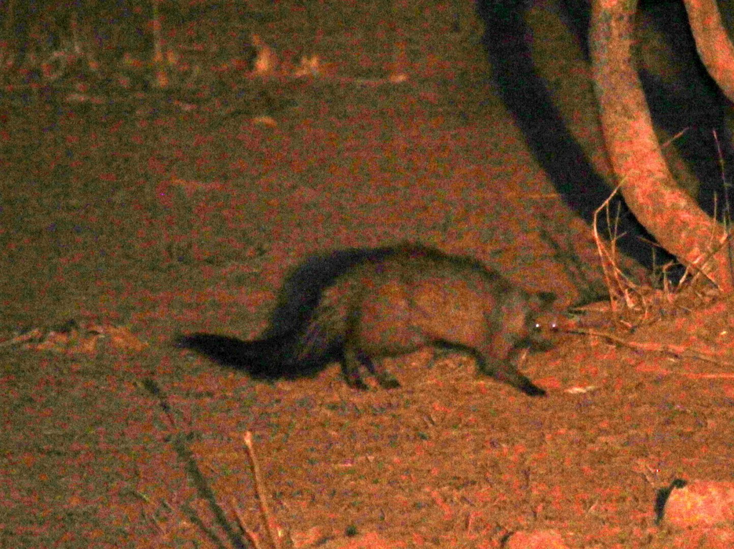 Meller's mongoose (Rhynchogale melleri)