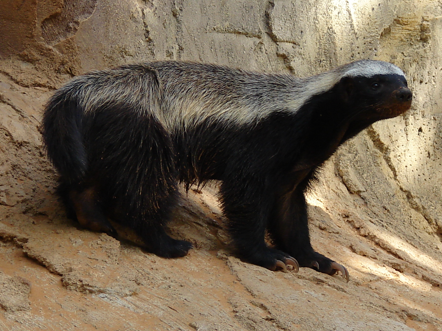 Mellivora capensis / Ratel