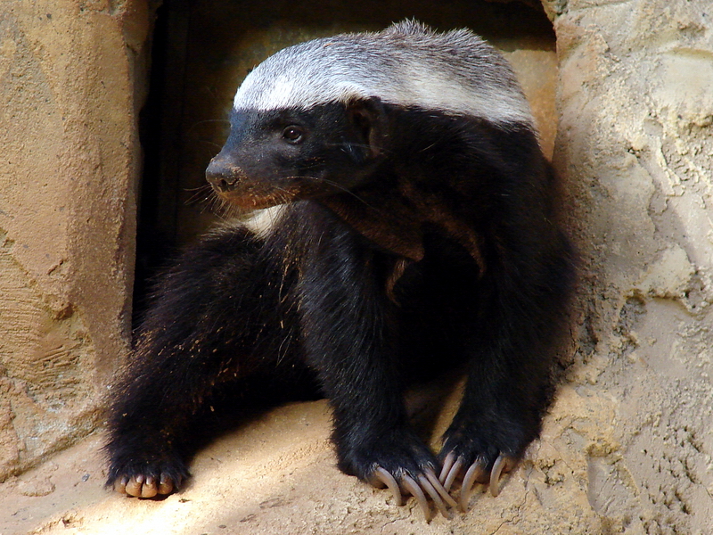 Mellivora capensis / Ratel