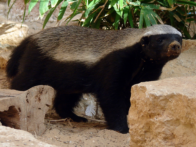 Mellivora capensis / Ratel