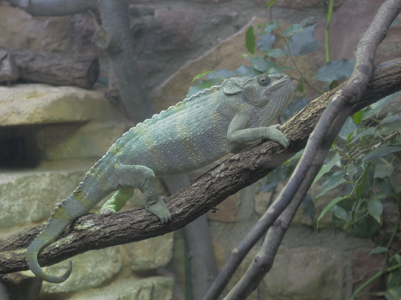 Mellors chameleon