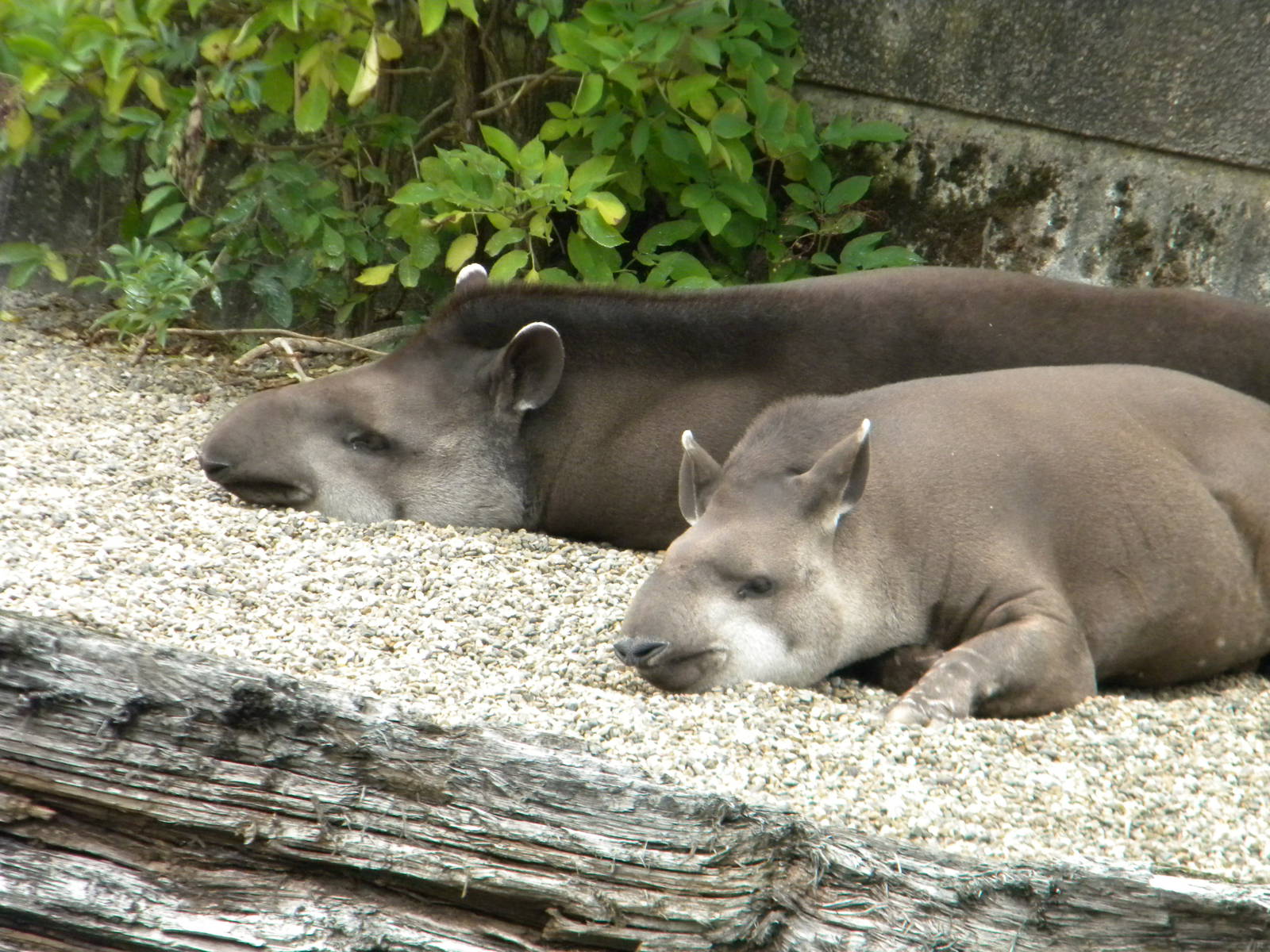 Melly and G'kar the Brazilian Tapirs at Blackpool Zoo 21/08/11