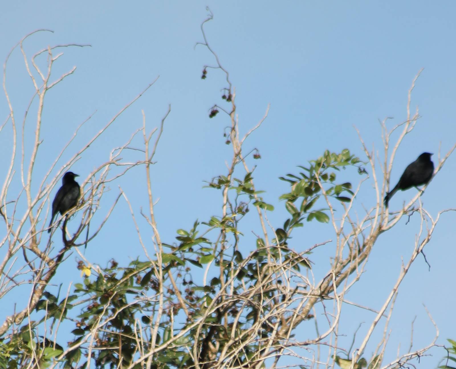 Melodious blackbirds