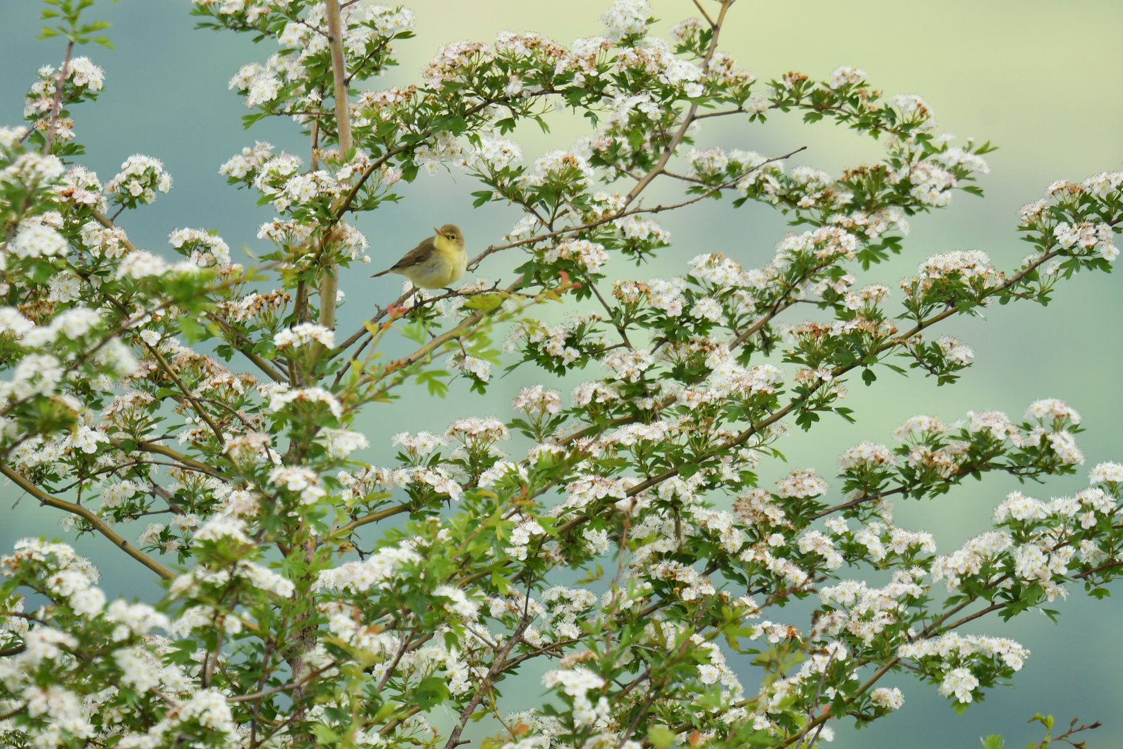 Melodious Warbler Hippolais polyglotta