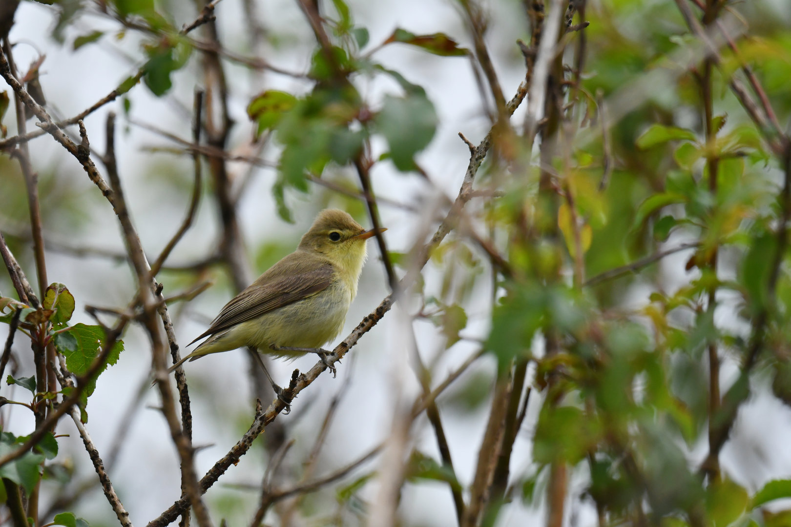 Melodious Warbler Hippolais polyglotta