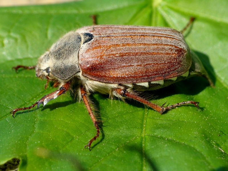 Melolontha melolontha