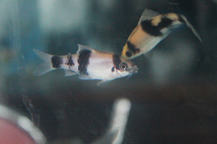 Melon barb (Haludaria fasciata)