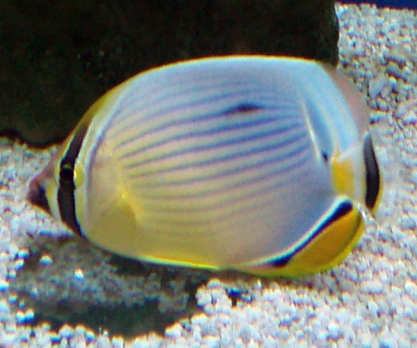 Melon Butterflyfish (Chaetodon trifasciatus)