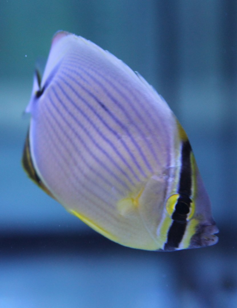 Melon butterflyfish - Chaetodon trifasciatus