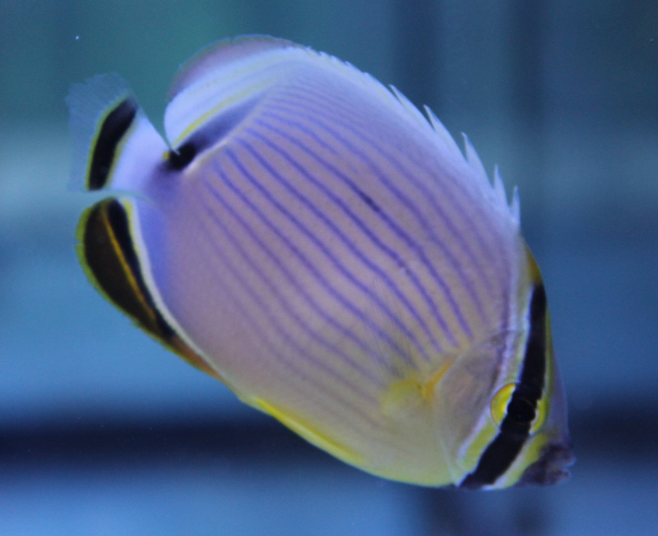 Melon butterflyfish - Chaetodon trifasciatus