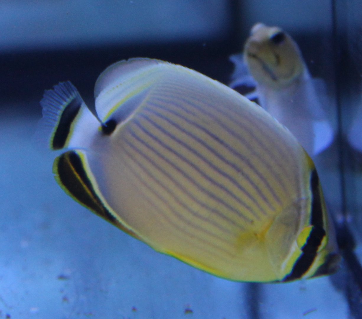 Melon butterflyfish - Chaetodon trifasciatus