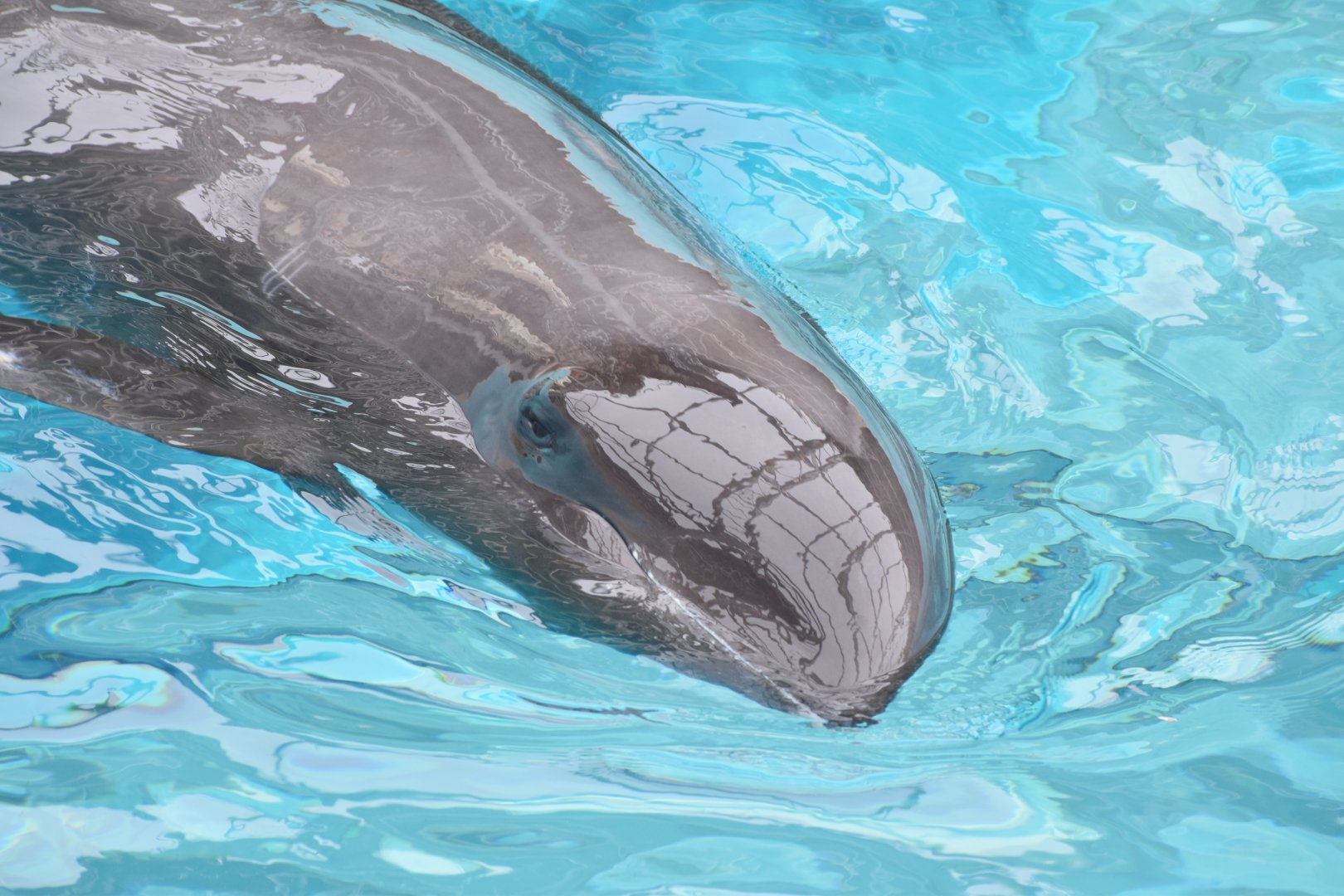 Melon-headed whale - Taiji Whale Museum