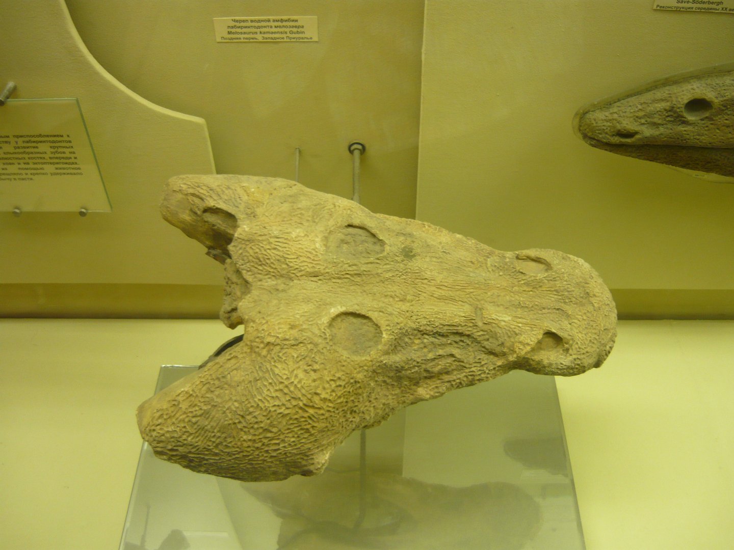 Melosaurus kamaensis skull