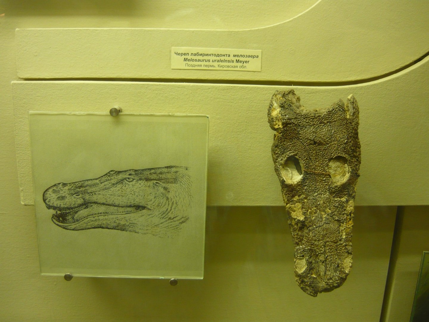 Melosaurus uralensis skull and reconstruction