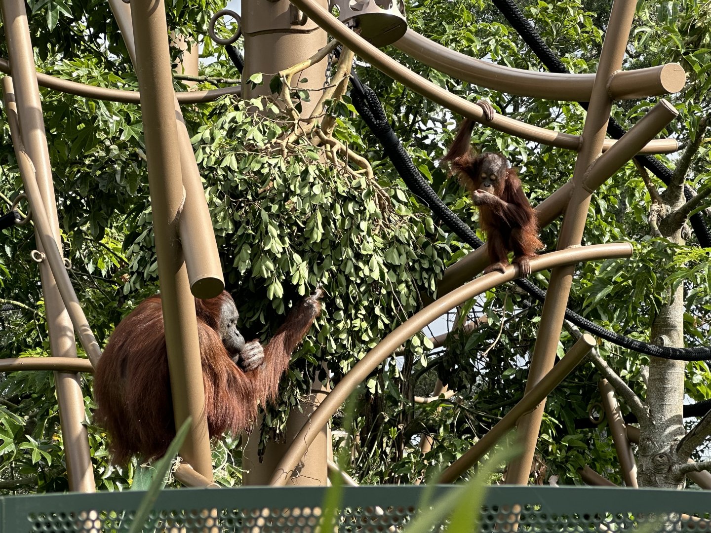Melur and Bahmi (Bornean Orangutan)