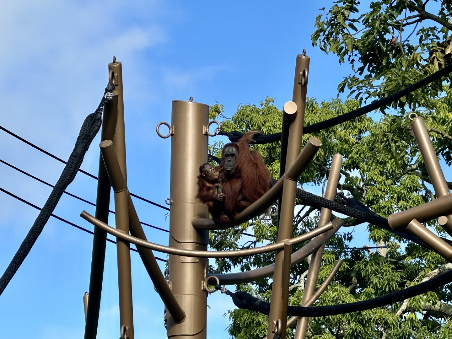 Melur and Bahmi (Bornean Orangutan)