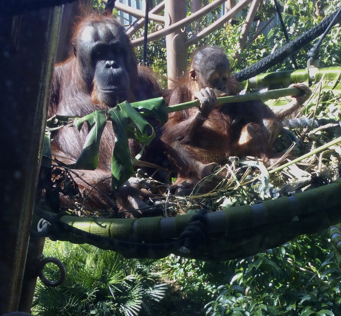 Melur and Bahmi (Bornean Orangutans)